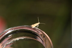 Phyllonorycter quercifoliella