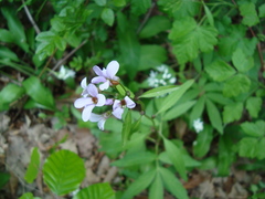 Cardamine bulbifera