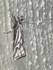 Hednota pleniferellus
