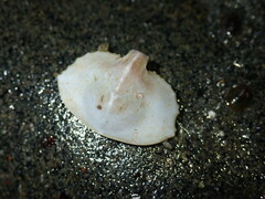 Cryptolithodes sitchensis