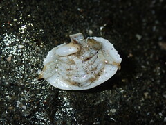 Cryptolithodes sitchensis