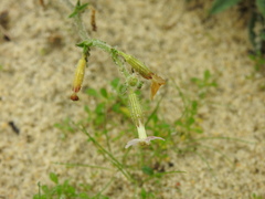 Silene nicaeensis