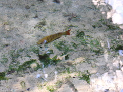 Lepomis macrochirus purpurascens