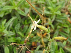 Silene nicaeensis