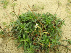 Silene nicaeensis