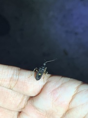 Ectomocoris atrox
