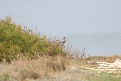 Phoenicurus ochruros gibraltariensis