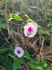 Ipomoea trifida