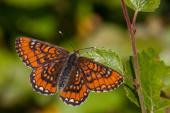 Euphydryas maturna