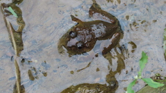 Limnonectes fujianensis