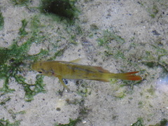 Lepomis macrochirus purpurascens