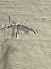 Platyptilia celidotus