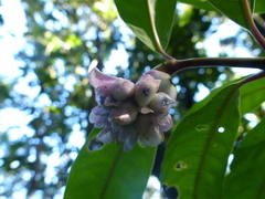 Psychotria urbaniana