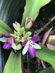 Dichorisandra acaulis