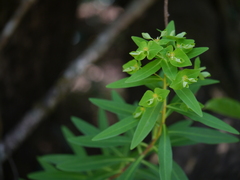 Euphorbia rothiana