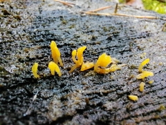 Calocera cornea