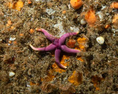 Henricia