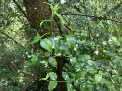 Cassinopsis ilicifolia