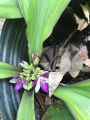 Dichorisandra acaulis