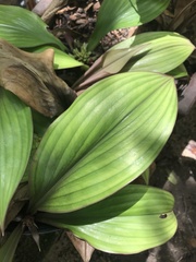 Dichorisandra acaulis