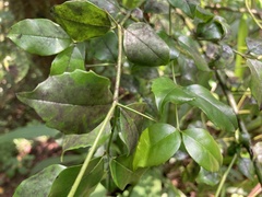 Cassinopsis ilicifolia