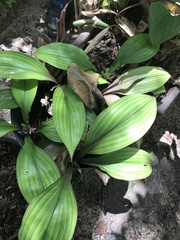 Dichorisandra acaulis