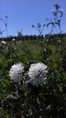 Gymnocoronis spilanthoides