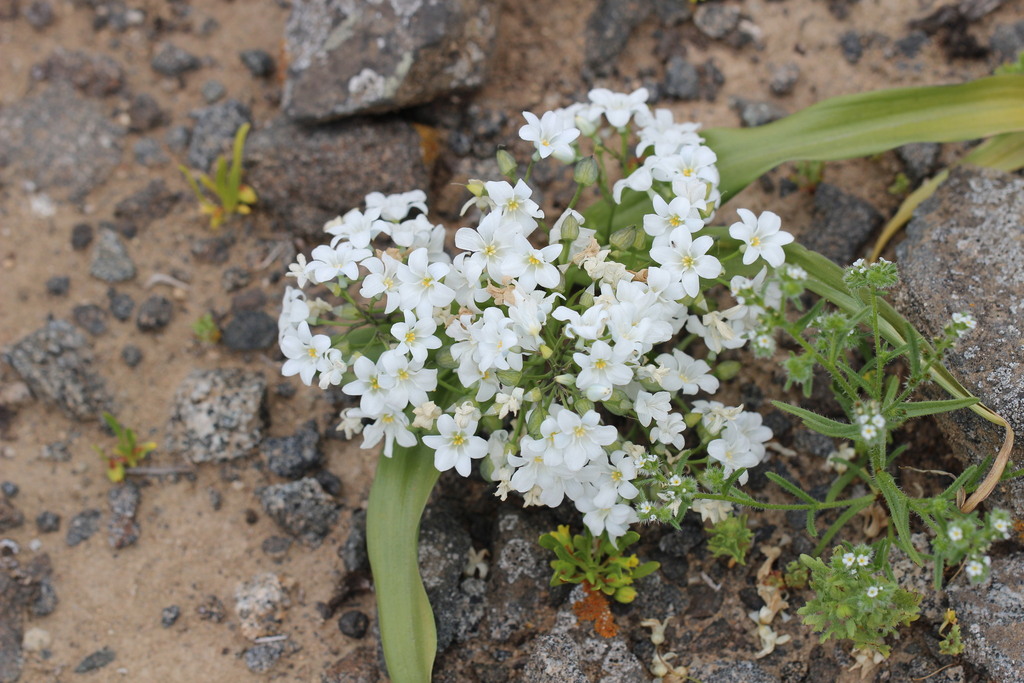 Zephyra compacta (Zephyra compacta)
