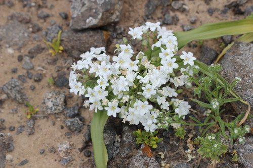 Zephyra compacta (Zephyra compacta)
