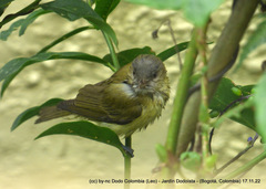 Vireo flavoviridis