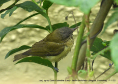 Vireo flavoviridis