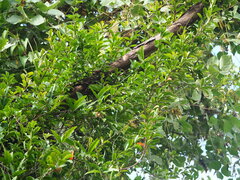 Helicia cochinchinensis