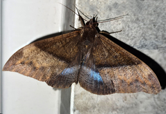 Ischyja