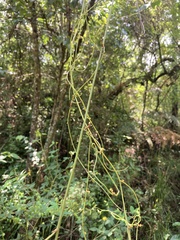 Cassytha filiformis