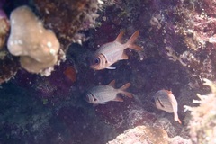 Myripristis violacea