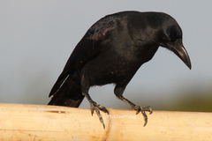 Corvus splendens insolens