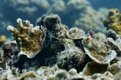 Echinopora mammiformis