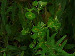 Euphorbia rothiana