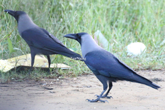 Corvus splendens splendens