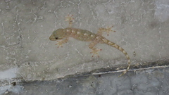 Gekko hokouensis