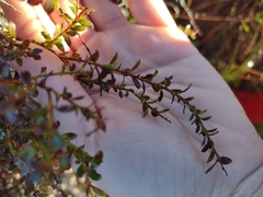 Vaccinium myrsinites