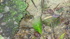 Limnonectes fujianensis