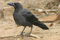 Corvus splendens insolens