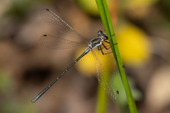 Archiargiolestes pusillus