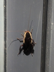 Drymaplaneta communis