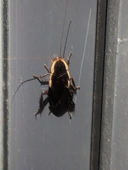 Drymaplaneta communis