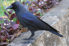 Corvus splendens insolens