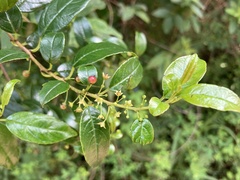 Rhamnus prinoides