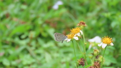 Pseudozizeeria maha okinawana