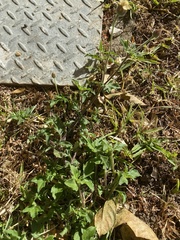 Tridax procumbens image